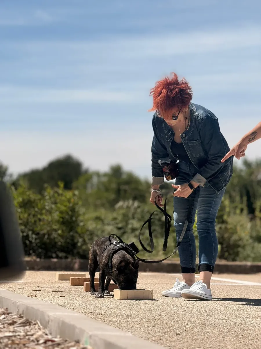 Chien recherchant une odeur cible parmi des contenants pendant un atelier de détection canine et de Nosework à Générac, dans le Gard