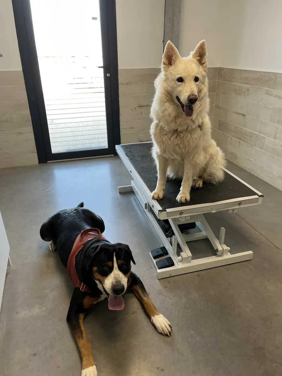 Prim et Laska dans une salle de soins vétérinaires pendant une séance de Medical Training et de soins coopératifs à Nîmes